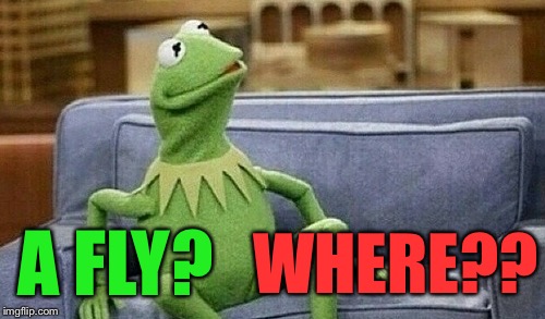 Kermit on Couch | WHERE?? A FLY? | image tagged in kermit on couch | made w/ Imgflip meme maker