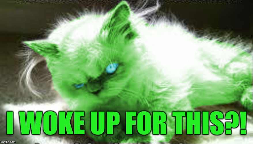 mad raycat | I WOKE UP FOR THIS?! | image tagged in mad raycat | made w/ Imgflip meme maker