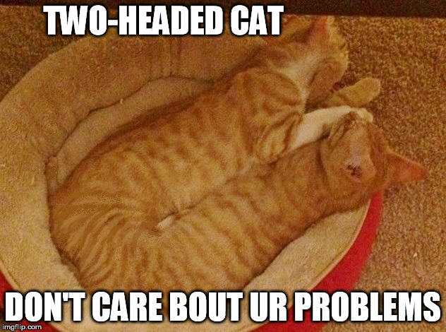 TWO-HEADED CAT DON'T CARE BOUT UR PROBLEMS | image tagged in two-headed cat | made w/ Imgflip meme maker