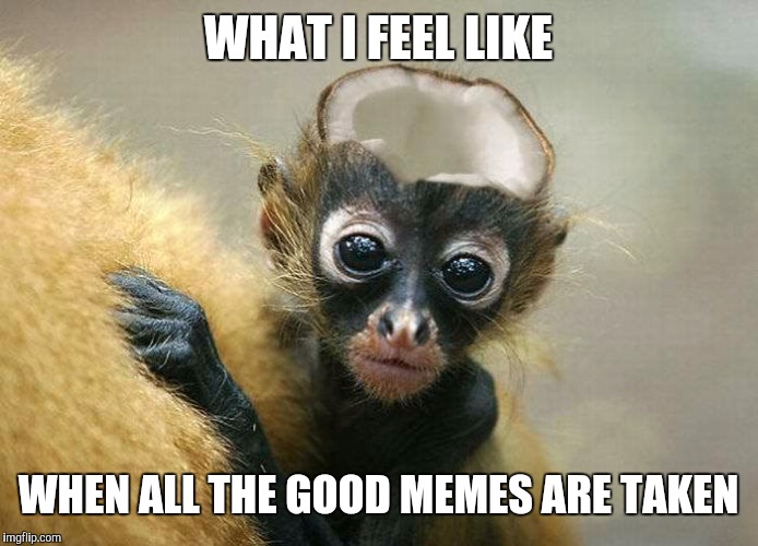 Dead M0nk3y | WHAT I FEEL LIKE WHEN ALL THE GOOD MEMES ARE TAKEN | image tagged in dead m0nk3y,funny memes,pissed off obama,donald trump | made w/ Imgflip meme maker