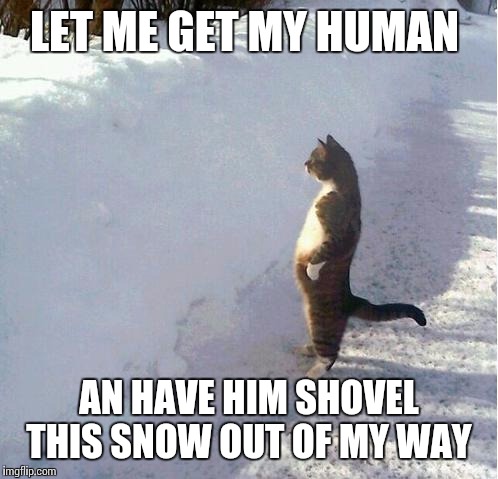 cats | LET ME GET MY HUMAN AN HAVE HIM SHOVEL THIS SNOW OUT OF MY WAY | image tagged in cats | made w/ Imgflip meme maker