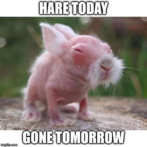 Hare today, gone tomorrow | HARE TODAY GONE TOMORROW | image tagged in memes,rabbit,hair | made w/ Imgflip meme maker