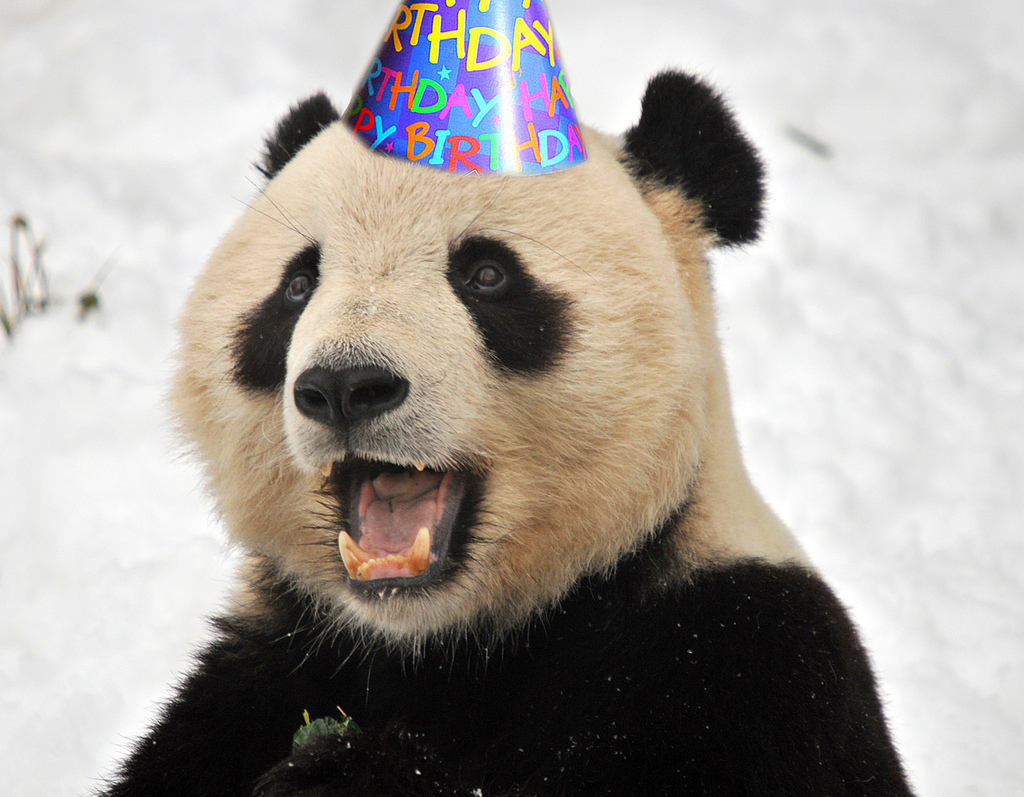 Birthday Panda. 