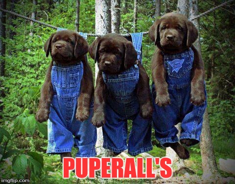 PUPERALL'S | image tagged in pets,humor | made w/ Imgflip meme maker