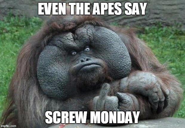 animal | EVEN THE APES SAY SCREW MONDAY | image tagged in animal | made w/ Imgflip meme maker
