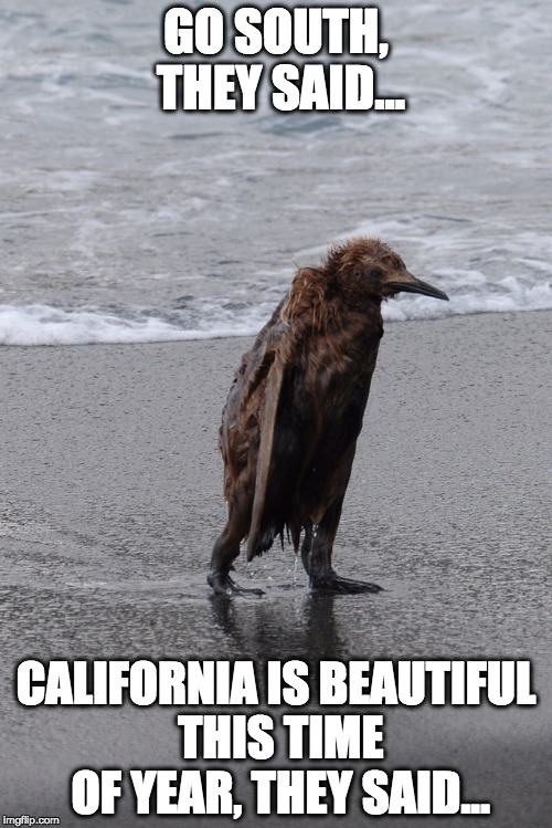 El Nino 2016 | GO SOUTH, THEY SAID... CALIFORNIA IS BEAUTIFUL THIS TIME OF YEAR, THEY SAID... | image tagged in wet penguin,california,el nino,malibu,los angeles | made w/ Imgflip meme maker
