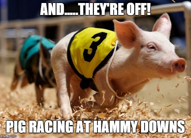 Someone wrote "Hammy Downs" instead of "Hand-Me-Downs" and this came to mind... | AND.....THEY'RE OFF! PIG RACING AT HAMMY DOWNS | image tagged in memes,pigs | made w/ Imgflip meme maker