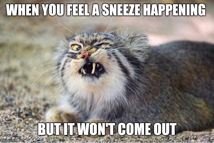 WHEN YOU FEEL A SNEEZE HAPPENING BUT IT WON'T COME OUT | image tagged in sneeze,cat,funny,funny memes,funny cats | made w/ Imgflip meme maker