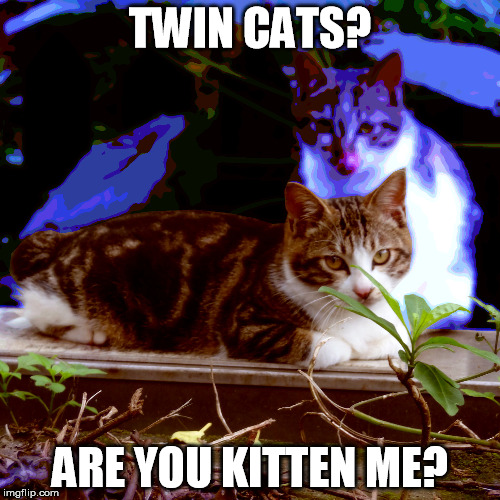 twin cats | TWIN CATS? ARE YOU KITTEN ME? | image tagged in funny | made w/ Imgflip meme maker