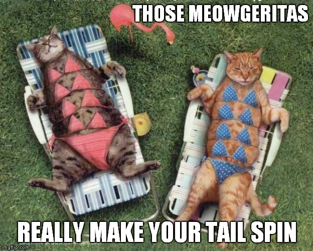Va "cat" ion | THOSE MEOWGERITAS REALLY MAKE YOUR TAIL SPIN | image tagged in cute cats,sunbathing,drinking,funny | made w/ Imgflip meme maker