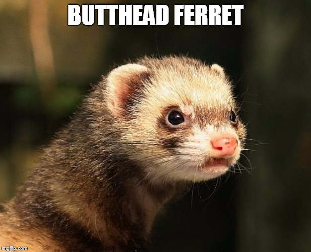 Frustrated Ferret | BUTTHEAD FERRET | image tagged in frustrated ferret | made w/ Imgflip meme maker