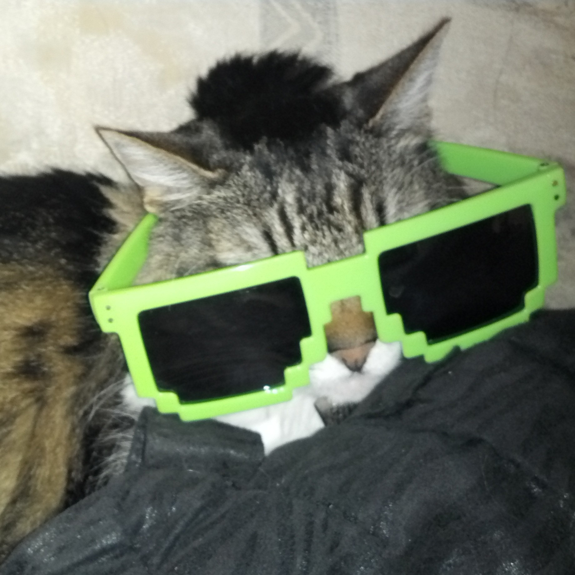 deal with it | image tagged in cats,deal with it,funny