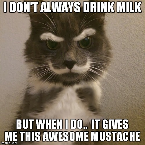 Most interesting cat in the world | I DON'T ALWAYS DRINK MILK BUT WHEN I DO..  IT GIVES ME THIS AWESOME MUSTACHE | image tagged in the most interesting cat in the world,funny | made w/ Imgflip meme maker