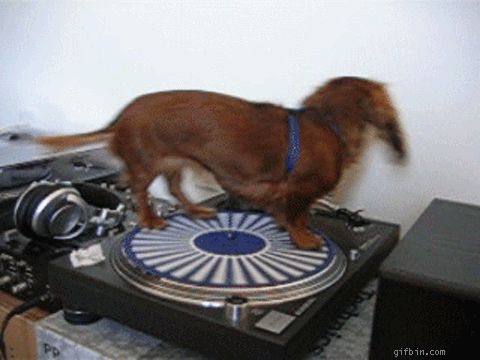Spinning record Dog extraordinaire Blank Meme Template