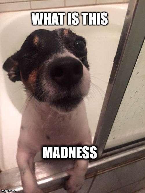 Opti Bath time | WHAT IS THIS MADNESS | image tagged in opti,bath time,dog,puppy,bath,what is this madness | made w/ Imgflip meme maker