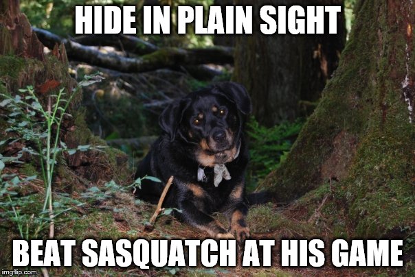 HIDE IN PLAIN SIGHT BEAT SASQUATCH AT HIS GAME | image tagged in squatch-dog | made w/ Imgflip meme maker
