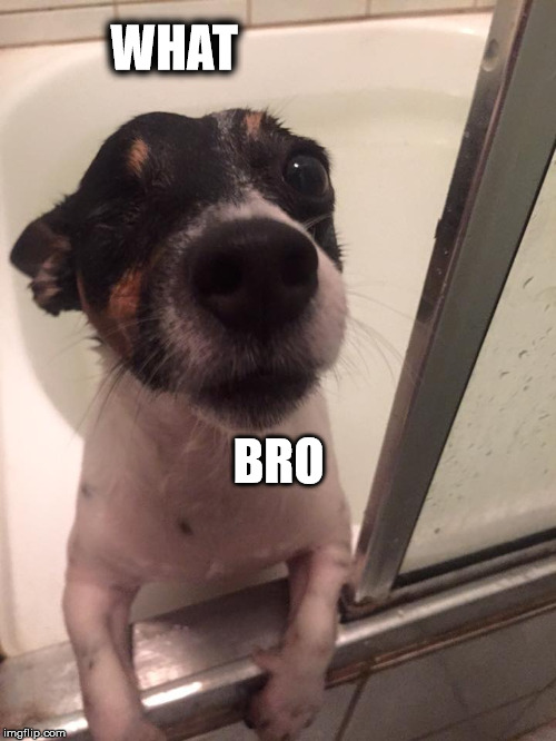 What Bro 1 | WHAT BRO | image tagged in what bro,dog,puppy,bath time | made w/ Imgflip meme maker