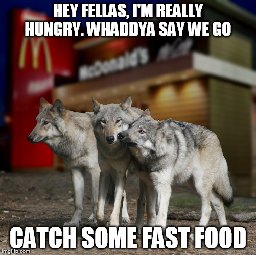 hungry wolves | HEY FELLAS, I'M REALLY HUNGRY. WHADDYA SAY WE GO CATCH SOME FAST FOOD | image tagged in funny animals | made w/ Imgflip meme maker