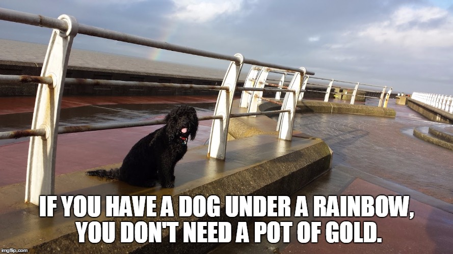 It's true. | IF YOU HAVE A DOG UNDER A RAINBOW, YOU DON'T NEED A POT OF GOLD. | image tagged in dogs | made w/ Imgflip meme maker