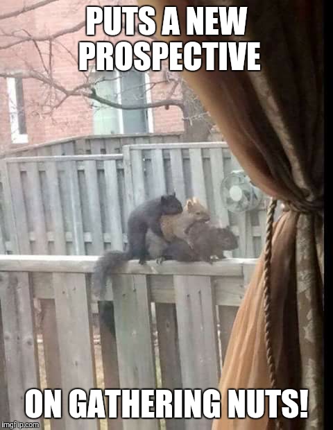 Get That Nut | PUTS A NEW PROSPECTIVE ON GATHERING NUTS! | image tagged in nuts,squirrels,mating | made w/ Imgflip meme maker
