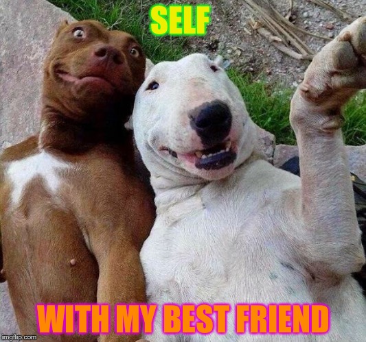selfie dogs | SELF WITH MY BEST FRIEND | image tagged in selfie dogs | made w/ Imgflip meme maker