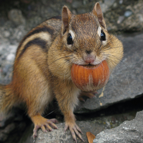 ITS NOT GOOD CHIPMUNK Blank Meme Template