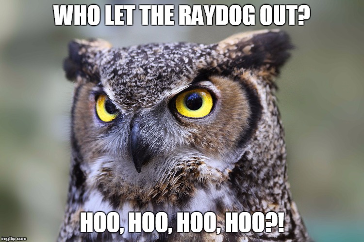 WHO LET THE RAYDOG OUT? HOO, HOO, HOO, HOO?! | image tagged in owl | made w/ Imgflip meme maker