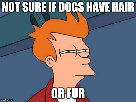 Futurama Fry Meme | NOT SURE IF DOGS HAVE HAIR OR FUR | image tagged in memes,futurama fry | made w/ Imgflip meme maker
