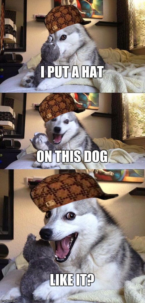 Bad Pun Dog Meme | I PUT A HAT ON THIS DOG LIKE IT? | image tagged in memes,bad pun dog,scumbag | made w/ Imgflip meme maker