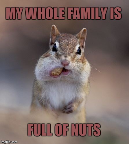 Thats A Nutty Family | MY WHOLE FAMILY IS FULL OF NUTS | image tagged in squirrels,meme,nuts,funny meme,squirrel meme | made w/ Imgflip meme maker