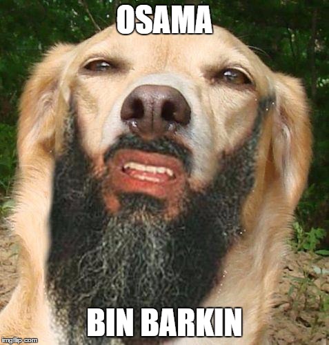 Dog Muttslim | OSAMA BIN BARKIN | image tagged in dog muttslim | made w/ Imgflip meme maker
