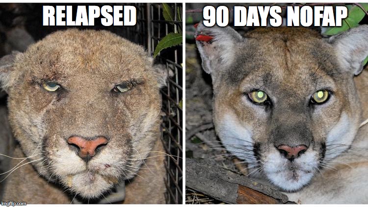 RELAPSED 90 DAYS NOFAP | image tagged in nofap | made w/ Imgflip meme maker