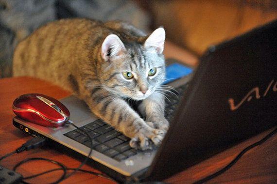 Kitty on Laptop Blank Meme Template
