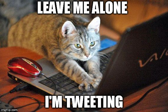 Kitty on Laptop | LEAVE ME ALONE I'M TWEETING | image tagged in kitty on laptop | made w/ Imgflip meme maker