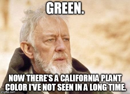 Obi Wan Kenobi | GREEN. NOW THERE'S A CALIFORNIA PLANT COLOR I'VE NOT SEEN IN A LONG TIME. | image tagged in memes,obi wan kenobi | made w/ Imgflip meme maker