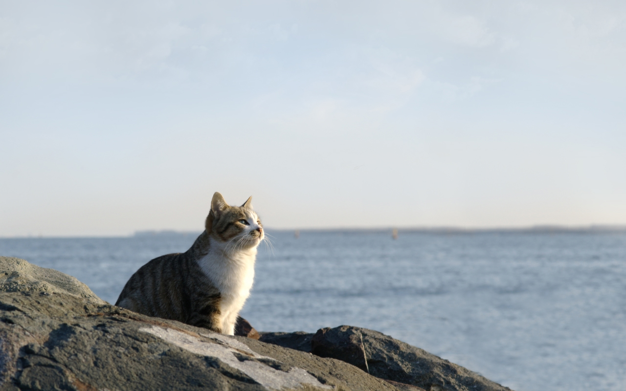 Deep Thinking Cat Blank Meme Template