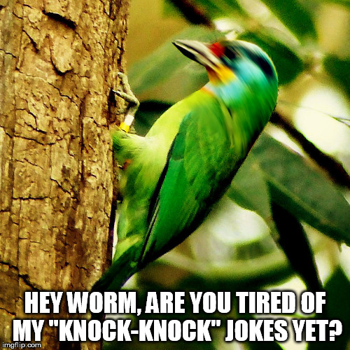 wood pecker | HEY WORM, ARE YOU TIRED OF MY "KNOCK-KNOCK" JOKES YET? | image tagged in funny | made w/ Imgflip meme maker
