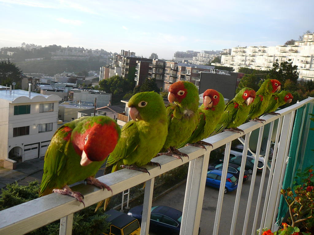 Wild Parrots of Telegraph Hill Blank Meme Template