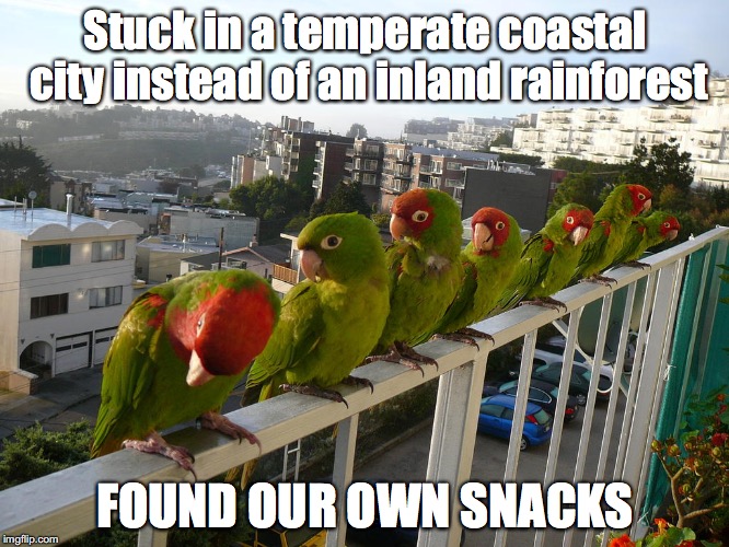Wild Parrots of Telegraph Hill | Stuck in a temperate coastal city instead of an inland rainforest FOUND OUR OWN SNACKS | image tagged in wild parrots of telegraph hill,snacks,oregon fail | made w/ Imgflip meme maker