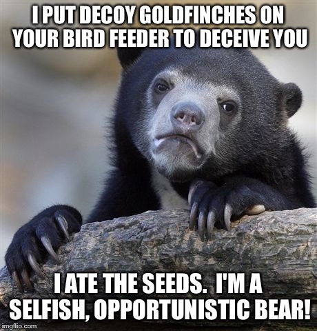 Confession Bear | I PUT DECOY GOLDFINCHES ON YOUR BIRD FEEDER TO DECEIVE YOU I ATE THE SEEDS.  I'M A SELFISH, OPPORTUNISTIC BEAR! | image tagged in memes,confession bear | made w/ Imgflip meme maker