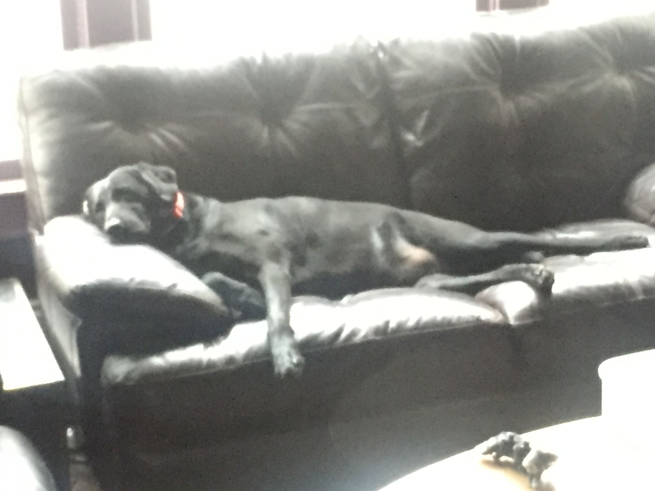 Lounge dog Blank Meme Template