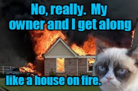 No, really.  My owner and I get along like a house on fire. | made w/ Imgflip meme maker