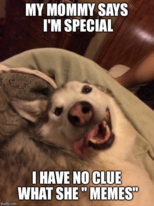 The next doge | MY MOMMY SAYS I'M SPECIAL I HAVE NO CLUE WHAT SHE " MEMES" | image tagged in animals | made w/ Imgflip meme maker