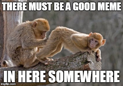 Looking for the one | THERE MUST BE A GOOD MEME IN HERE SOMEWHERE | image tagged in memes,monkeyass | made w/ Imgflip meme maker