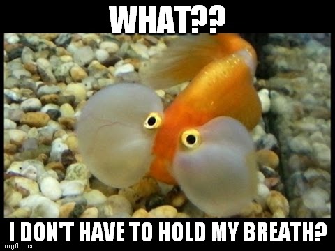 Confused fish | WHAT?? I DON'T HAVE TO HOLD MY BREATH? | image tagged in fish | made w/ Imgflip meme maker