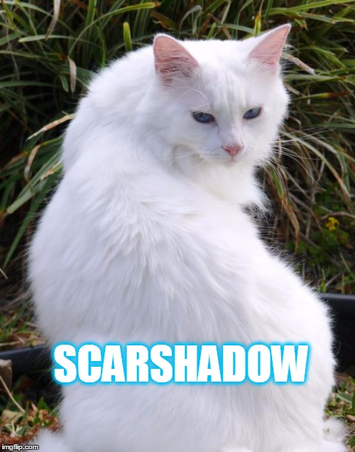 SCARSHADOW | image tagged in warriors,original character | made w/ Imgflip meme maker