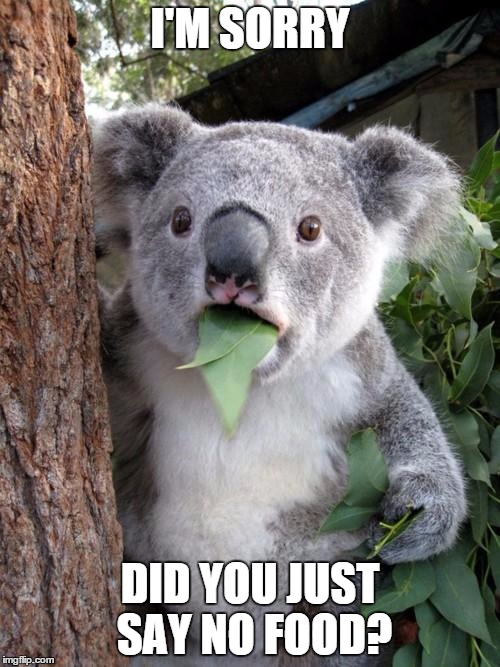 Surprised Koala Meme Imgflip