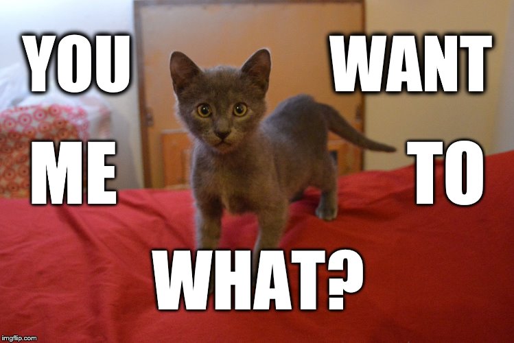 YOU                WANT WHAT? ME                     TO | image tagged in rougarou 9 weeks | made w/ Imgflip meme maker