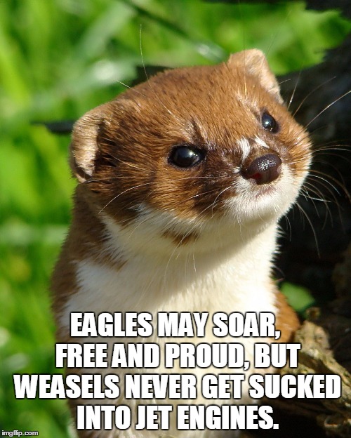 Weasel | EAGLES MAY SOAR, FREE AND PROUD, BUT WEASELS NEVER GET SUCKED INTO JET ENGINES. | image tagged in weasel | made w/ Imgflip meme maker