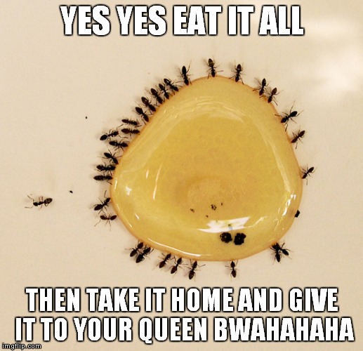 YES YES EAT IT ALL THEN TAKE IT HOME AND GIVE IT TO YOUR QUEEN BWAHAHAHA | made w/ Imgflip meme maker